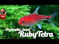 Ruby Tetra Axelrodia riesei