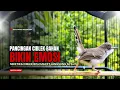Lagu Burung Ciblek SEMI Gacor NGEBREN Untuk Pancingan Ciblek dan MASTERAN BURUNG Kesayangan Anda