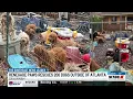 Renegade Paws Rescue assists in rescuing over 200 neglected poodle-mixes