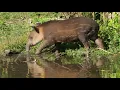 Pacha the Baird's Tapir Calf Explores the South American Pampas