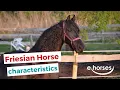 The Friesian horse I characteristics, origin \u0026 disciplines
