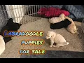 Labradoodle Puppies For Sale in Parkway-South Sacramento