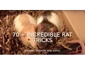 70 Incredible Rat Tricks