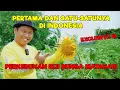 PERTAMA DAN SATU-SATUNYA PERTANIAN BIJI BUNGA MATAHARI DI INDONESIA - JURAGAN LAHAN