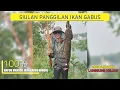 Download Lagu AMPUH...! Siulan memanggil ikan GABUS BABON