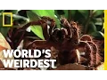 World s Biggest Spider World s Weirdest