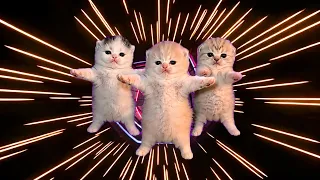 Cats Dancing - Cool ( That Or That) Viral Version + Best Part Looped