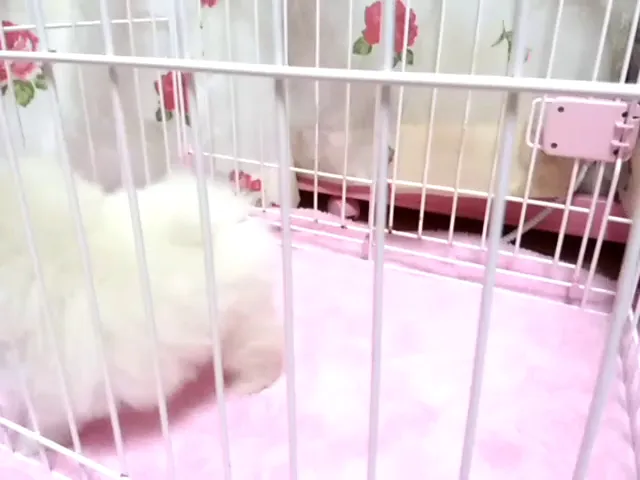動画