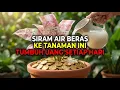 Lagu Cukup 1 Gelas Air Cucian Beras Disiram ke Tanaman Ini, Rezeki Tumbuh Subur Seperti Pohon Uang