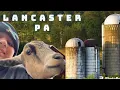 Visiting Shady Maple petting farms and more in Lancaster PA