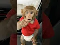 Download Lagu baby monkey in the car 🚗