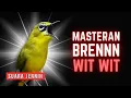 Download Lagu Masteran Pleci Tembakan Bren sambung Wit Wit Panjang #masteranpleci