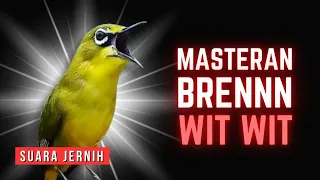 masteran pleci tembakan bren sambung wit wit panjang masteranpleci