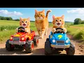 Mama Cat Trims Fur on the Farm and Makes Tiger Hat For Kittens At Home