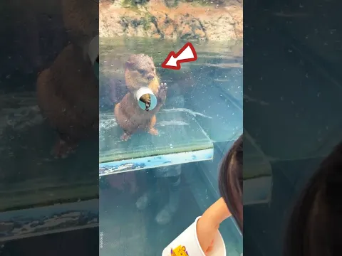When this otter sees a fish, it starts acting. 🦦😭😂