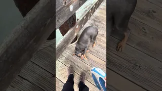 #fyp #doberman #pets #boat