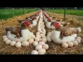 Muscovy duck farming - How to raise muscovy ducks for eggs and meat at home - Harvesting egg