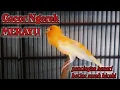 Download Lagu Kenari Gacor Ngerek untuk menaikan birahi jantan dan betina untuk kawin/ di jamin ampuh 100%