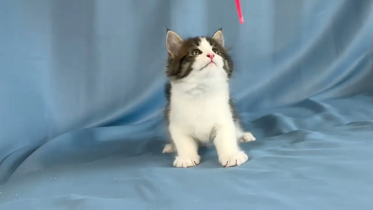 動画