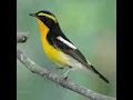 Download Lagu suara burung sikatan emas durasi panjang mantap👍