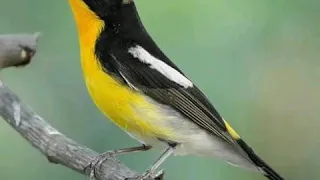 suara burung sikatan emas durasi panjang mantap 