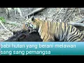 Download Lagu Hewan Buas harimau vs babi hutan