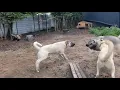 Kangal Dunya Sampiyonu Zoro yavrulari panteri parcaliyor