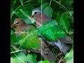 Download Lagu suara pikat punai tanah di jamin pasti mendekat sudah uji coba di hutan