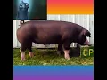 The Poland China Pig Breed