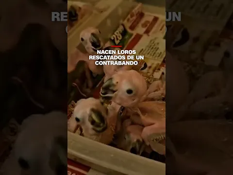 Nacen loros rescatados de un contrabando