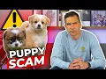 Watch Out For Puppy Scammers