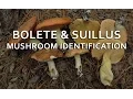 Bolete Suillus Mushroom Identification with Adam Haritan