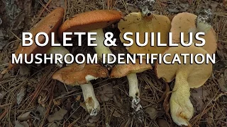 Bolete Suillus Mushroom Identification with Adam Haritan
