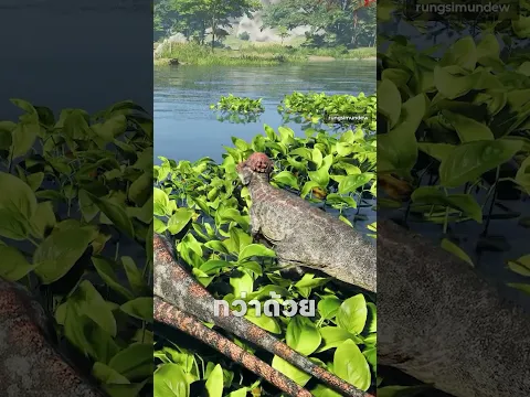 ไม่นะพี่