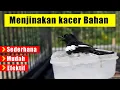Download Lagu Cara Menjinakan Burung Kacer Bahan | Cara Menjinakan Kacer Ombyokan