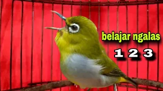 suara pancingan burung pleci belajar ngalas