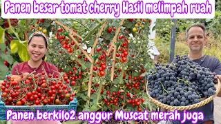 PANEN BESAR TOMAT CHERRY HASIL MELIMPAH RUAH || PANEN BERKILO2 ANGGUR MUSCAT MERAH JUGA 