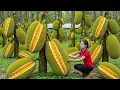 Download Lagu Harvest 100kg of Thai jackfruit in the garden - bring to the market to sell - cook sweet soup