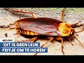 Download Lagu 'XXL-kakkerlakken zijn al in Nederland!’
