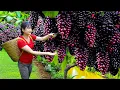 Download Lagu Amazing! Harvesting sweet giant mulberry - How to make traditional Spicy Fried Chicken \u0026 Grape Wine