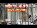 Download Lagu NGLEPER JEBOL EMOSI SOGON GACOR DORR..!! PANCINGAN SOGON NEMBAK  #sogongacordor #pancingansogon