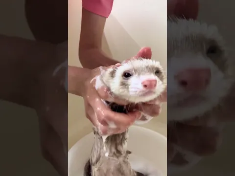 Things Ferrets Won't Tell You 🦦🤫 (Part 2)