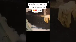 تأمل كيف يسوق الله الرزق لهذا المخلوق من حيث لا يحتسب القارئ موسى الصمادي                            دندنها