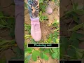 Download Lagu Techniques To Bear More Peanuts #satisfying #shortsvideo
