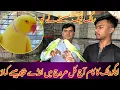 Yellow Ring Neck Breeder Pair Green Ring Neck Tamed Mil Jaenge Bahut Munasib Exotic Parrots