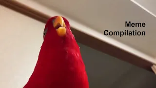 Red Bird meme compilation
