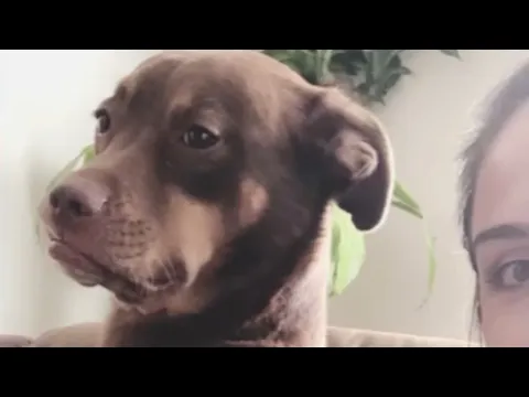 Dog is so happy to be adopted
