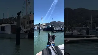 #fyp #dream #doberman #pets #boat