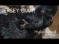 Jersey Giant chicken follow up and myths of the breed Busted