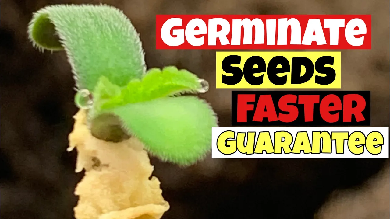 HOW TO GERMINATE CANNABIS SEEDS IN LESS THEN 3DAYS